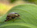 Macro photography of a green jewel scarab