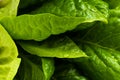 Macro photography of green lattuce leaves.Fresh salad leaves