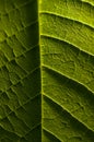 Macro photography of green leaf, organic green leaf texture