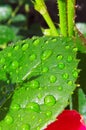 Macro photography of a green leaf of a rose with drops of dew Royalty Free Stock Photo