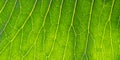 Macro photography of green leaf with veins and cells, abstract summer nature background, fresh foliage texture. Close-up structure Royalty Free Stock Photo