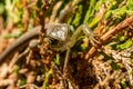 Macro photography of a green lizard worming in the sun