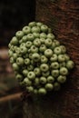 Fotografía de verde planta sobre el marrón superficie 