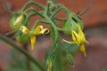 Macro of green / red / orange tomatoes / flowers growing in the garden, photo taken in the UK Royalty Free Stock Photo