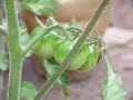 Macro of green / red / orange tomatoes / flowers growing in the garden, photo taken in the UK Royalty Free Stock Photo