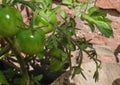 Macro of green / red / orange tomatoes / flowers growing in the garden, photo taken in the UK Royalty Free Stock Photo