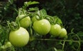 Macro of green / red / orange tomatoes / flowers growing in the garden, photo taken in the UK Royalty Free Stock Photo