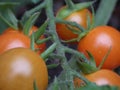 Photography of green / red / orange tomatoes / flowers growing in the garden, photo taken in the UK Royalty Free Stock Photo