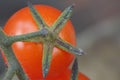 Macro Photography green / red / orange tomatoes / flowers growing in the garden, photo taken in the UK Royalty Free Stock Photo