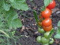 Macro Photography green / red / orange tomatoes / flowers growing in the garden, photo taken in the UK Royalty Free Stock Photo