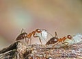 Macro Photo of Group of Ants Carrying Eggs on Twig, Teamwork Con