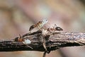 Macro Photo of Group of Ants Carrying Pupae on Twig, Teamwork Co