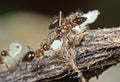 Macro Photo of Group of Ants Carrying Pupae on Twig, Teamwork Concept