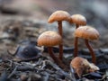 Macro photography of a group of golden trumpet mushrooms