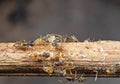 Macro Photo of Group of Tiny Ants Carrying Eggs and Running on Stick, Teamwork Concept Royalty Free Stock Photo