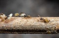 Macro Photo of Group of Tiny Ants Carrying Pupae and Eggs on Stick Royalty Free Stock Photo