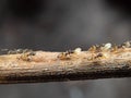 Macro Photo of Group of Tiny Ants Carrying Pupae and Running on