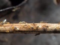 Macro Photo of Group of Tiny Ants Carrying Pupae and Running on