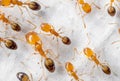 Macro Photo of Group of Tiny Ants Running on White Wall