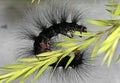 Macro Photo of Hairy Caterpillar Climbing on Green Leaves Royalty Free Stock Photo