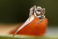 Macro Photography of Hairy Jumping Spider