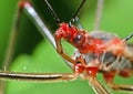 Macro Photo of Head of Assassin Bug on Green Leaf Royalty Free Stock Photo