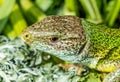 Macro photography with the head of a green lizard