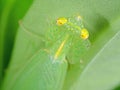 Macro Photo of Head of Praying Mantis on Green Leaf Royalty Free Stock Photo