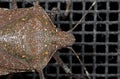 Macro Photo of Head of Shield Bug Isolated on Background Royalty Free Stock Photo