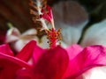 Macro photography of hibiscus stamen Royalty Free Stock Photo