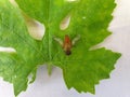 Macro Photography - High angle shot of a horse fly tabanus bovinus on green leaf Royalty Free Stock Photo