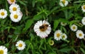 High angle view of honey bee on tiny white daisy, Honey bee sucking juice from flower - Stock Photo Royalty Free Stock Photo