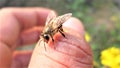 Macro Photography, Honey bee sting, sitting on hand, on thumb Royalty Free Stock Photo