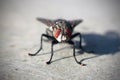 Housefly is sitting on the floor Royalty Free Stock Photo