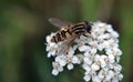 Fotografia da sul fiori 