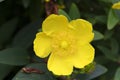 Macro photography of a Hypericum Hidcote flower Royalty Free Stock Photo