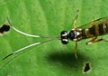 Macro Photo of Ichneumon Wasp with Black and White Antennae on Green Leaf