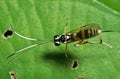 Macro Photo of Ichneumon Wasp with Black and White Antennae on Green Leaf Royalty Free Stock Photo