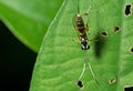 Macro Photo of Ichneumon Wasp with Black and White Antennae on G