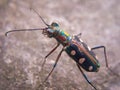 The macro photography of a insect with a blurred background Royalty Free Stock Photo