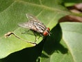A fly on a leaf With red eyes and shining wings Royalty Free Stock Photo