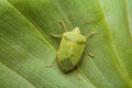 Macro photography of insect known as green bug on green leaf Royalty Free Stock Photo