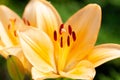 Macro photography of the inside of an orange lily flower, with visible pollen, outdoors on a sunny summer day Royalty Free Stock Photo