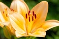 Macro photography of the inside of an orange lily flower, with visible pollen, outdoors on a sunny summer day Royalty Free Stock Photo