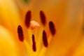 Macro photography of the inside of an orange lily flower, with visible pollen, outdoors on a sunny summer day Royalty Free Stock Photo