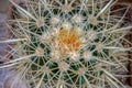 Intrincate big cactus white thorns Royalty Free Stock Photo