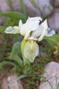 Macro photography of a  Iris lutescens Royalty Free Stock Photo