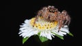 Macro photography of isolated brown jumping spider on little white flower black background