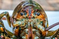 Macro photography - isolated lobster alive