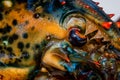 Macro photography - isolated lobster alive